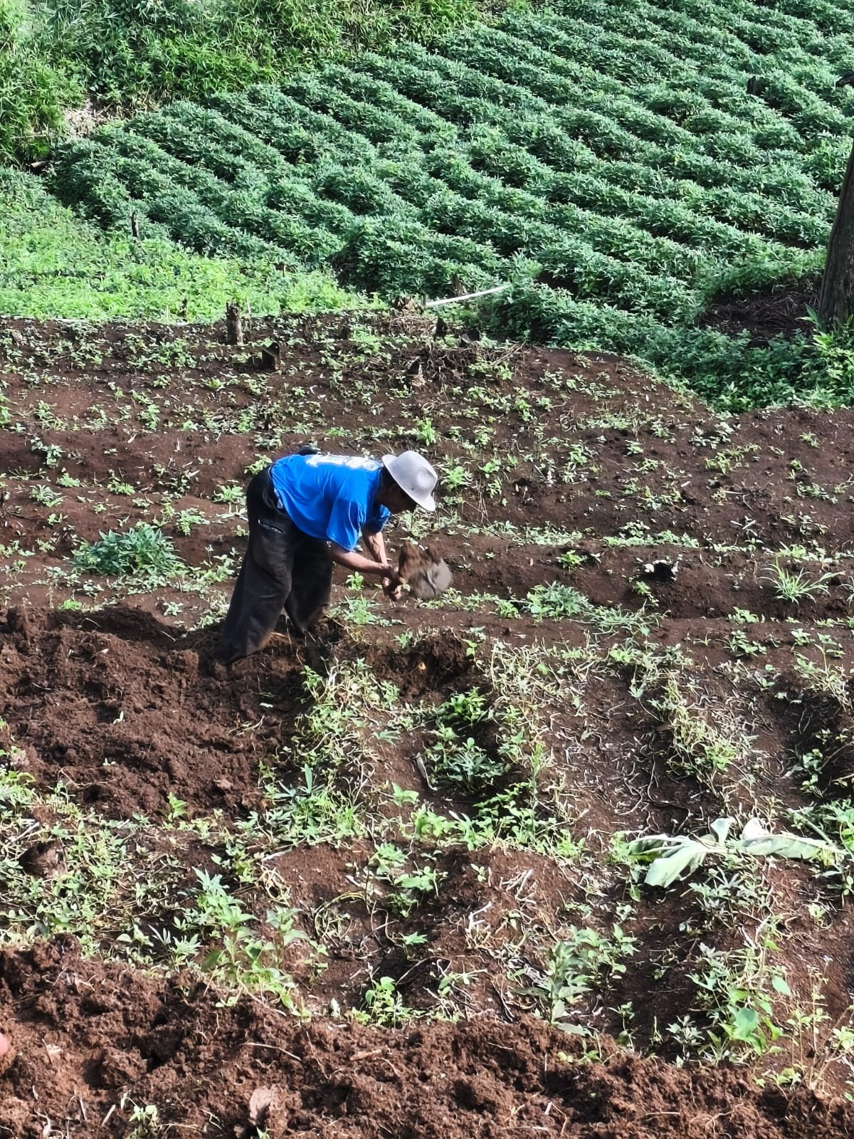 Petani sedang mengolah lahan